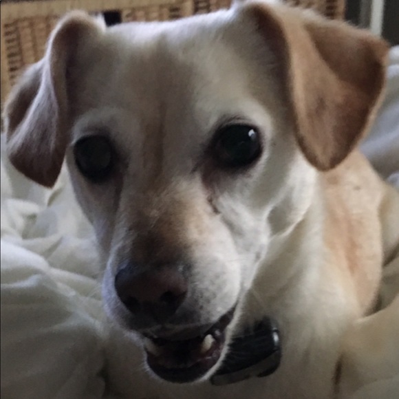 Meet your Posher, Price and my rescue babies. - Picture 8 of 8